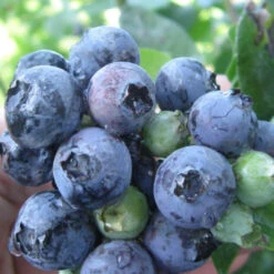 Krewer Blueberry Bush 11 Krewer Blueberry Bush -Pixies Gardens Blueberry Krewer 1