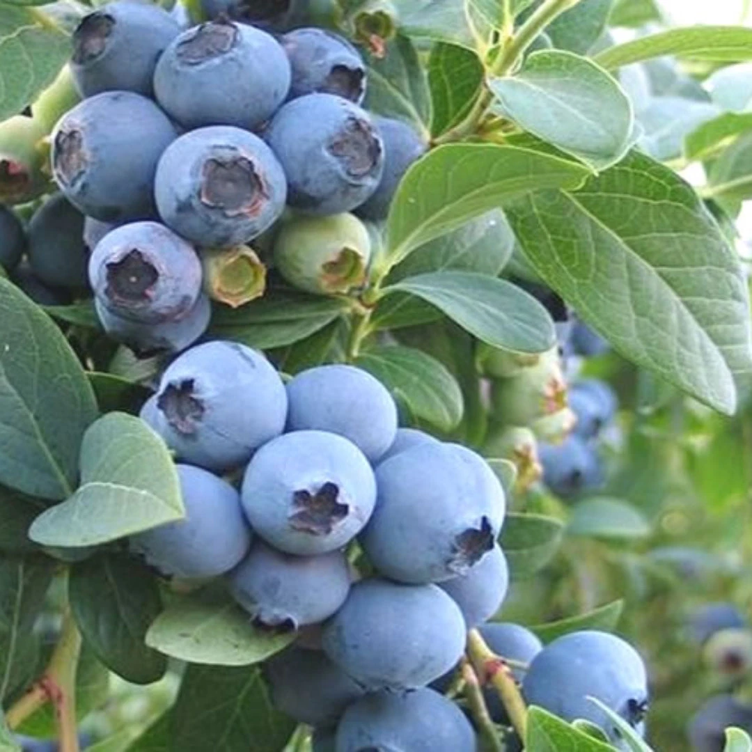 Ochlockonee Blueberry Bush 3 Ochlockonee Blueberry Bush - Image 3