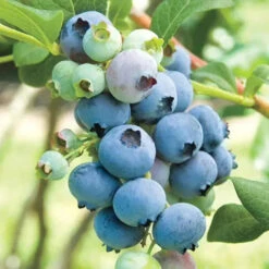Alice Blue Rabbiteye Blueberry Shrub -Pixies Gardens Blueberry Rabbiteye Powder Blue 195df022 74a9 44b2 b90a dd461f1c92d1.fbf7673675520f1c43aff9fab89c86cb