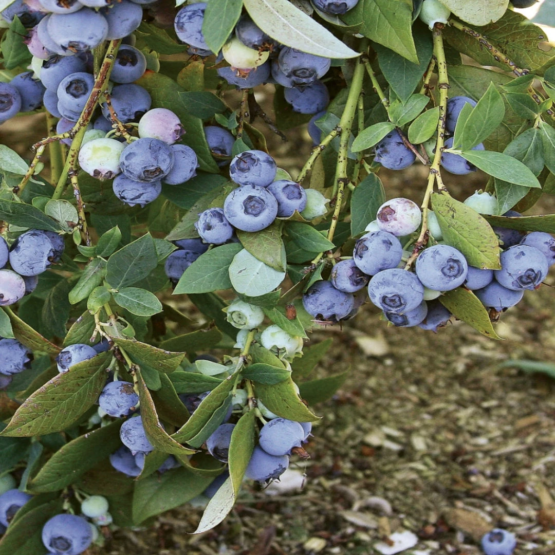 Suziblue- Southern Highbush Blueberry Bush 3 Suziblue- Southern Highbush Blueberry Bush - Image 3
