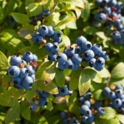 Blueberry Bush Variety Pack Combo -Pixies Gardens Blueberry bush
