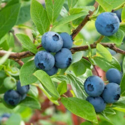 Brightwell Rabbiteye Blueberry Bush -Pixies Gardens Blueberry Brightwell 1 800x 11bdcd2e dd6a 4a5f a27e 927bf51525bf