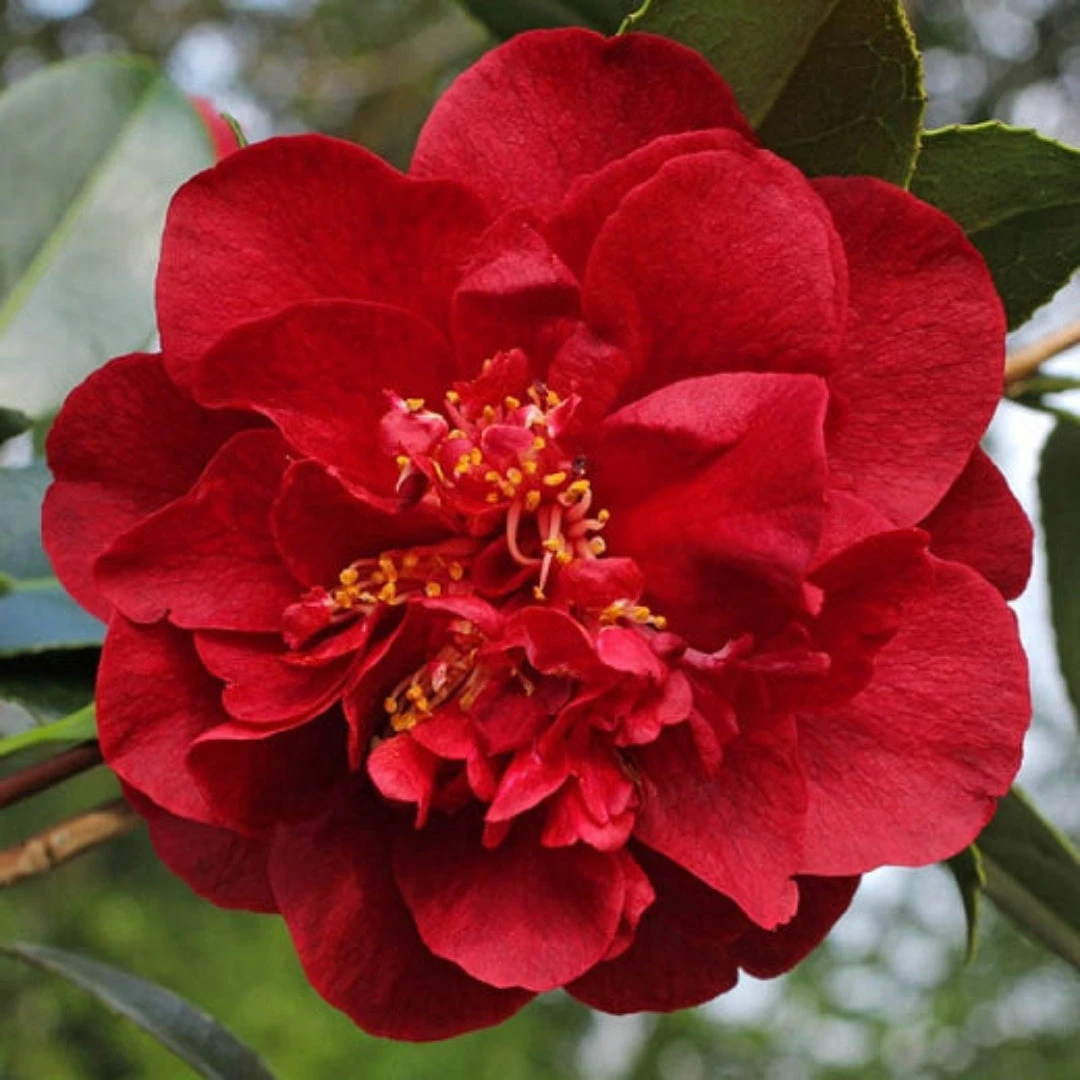 Camellia Kramer's Supreme-Magnificent Red Blooms 1 Camellia Kramer's Supreme-Magnificent Red Blooms