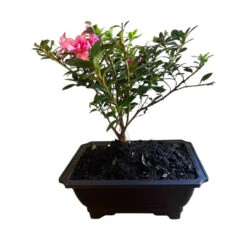 Bonsai Empress Encore Azalea (Live Plant) -Pixies Gardens BonsaiEmpressencoreAzalea 02 Custom