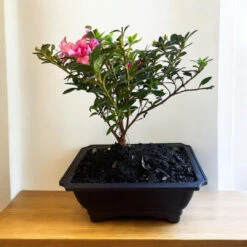 Bonsai Empress Encore Azalea (Live Plant) -Pixies Gardens BonsaiEmpressencoreAzalea 04 Custom
