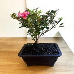 Bonsai Empress Encore Azalea (Live Plant) -Pixies Gardens BonsaiEmpressencoreAzalea 05 Custom
