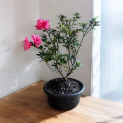 Bonsai Empress Encore Azalea (Live Plant) -Pixies Gardens BonsaiEmpressencoreAzalea 07 Custom
