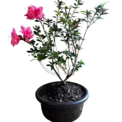 Bonsai Empress Encore Azalea (Live Plant) -Pixies Gardens BonsaiEmpressencoreAzalea 08 Custom