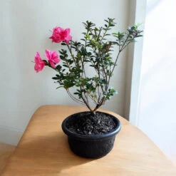 Bonsai Empress Encore Azalea (Live Plant) -Pixies Gardens BonsaiEmpressencoreAzalea 09 Custom