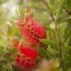 Bottle Brush Plant