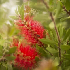 Bottle Brush Plant