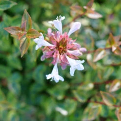 Abelia 'Glossy' Grandiflora, Dark Green Glossy Leaves With Fragrant Blooms -Pixies Gardens Brilliantina Abelia flower close up 31840