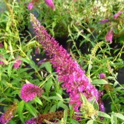 Attraction Butterfly Bush -Pixies Gardens Buddleia Attraction nattag