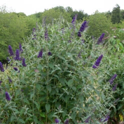 Griffin Blue' Butterfly Bush -Pixies Gardens Buddleja davidii Griffen Blue36 RL 1900x2533 1