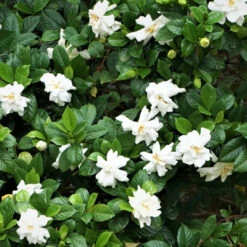 Echo Swan Princess Gardenia -Pixies Gardens Bushy plant with white flowers