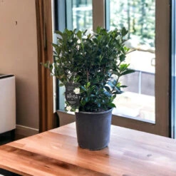 Buttons Gardenia 13 Buttons Gardenia -Pixies Gardens ButtonsGardenia 01 Custom 5150f1de 0f38 4a90 b1aa 43f082a7c2aa