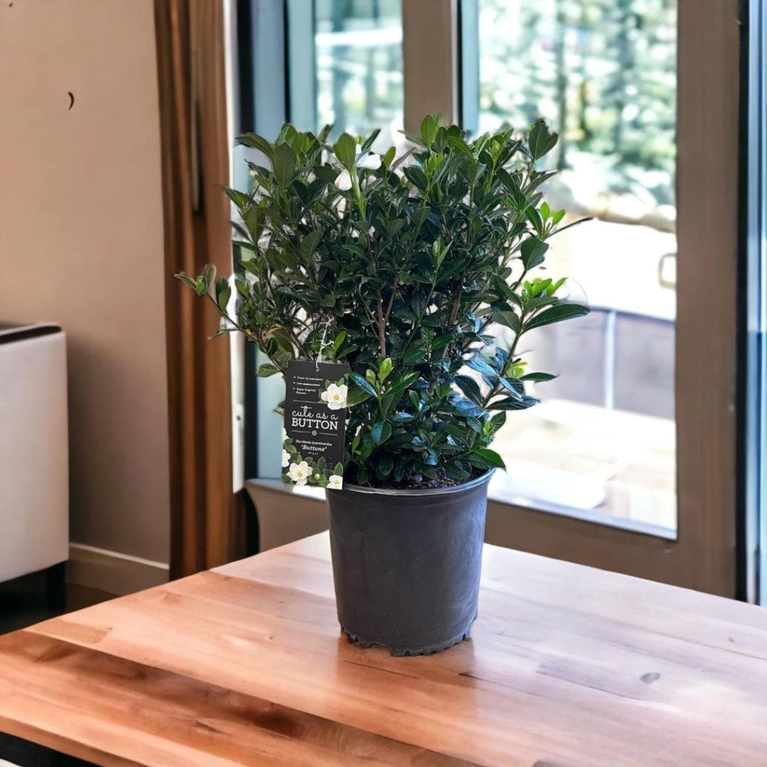 Buttons Gardenia 5 Buttons Gardenia - Image 5