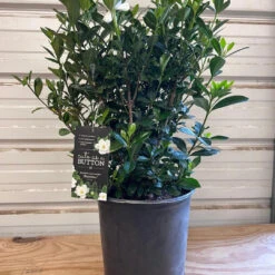 Buttons Gardenia 11 Buttons Gardenia -Pixies Gardens ButtonsGardenia 02 Custom