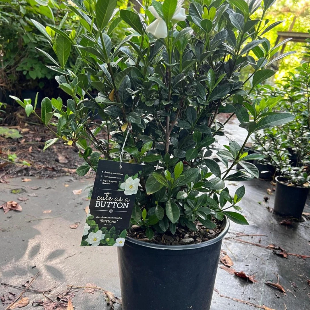 Buttons Gardenia 4 Buttons Gardenia - Image 4