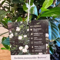 Buttons Gardenia 15 Buttons Gardenia -Pixies Gardens ButtonsGardenia 07 Custom