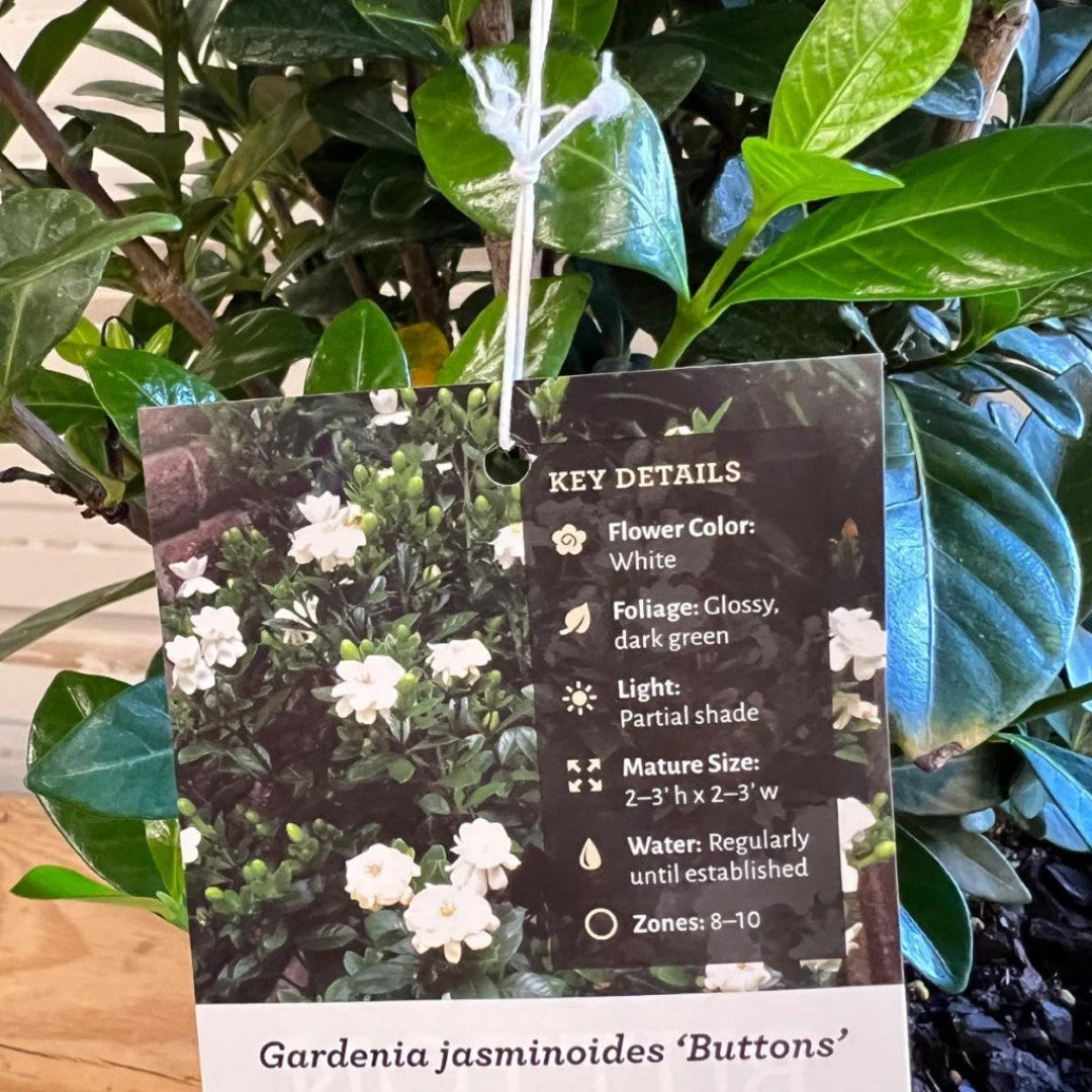 Buttons Gardenia 7 Buttons Gardenia - Image 7