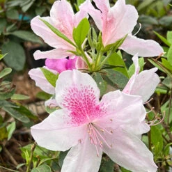 George Tabor Azalea 8 George Tabor Azalea -Pixies Gardens C1AF891B D01A 4CD7 BFA3 2173E8E6E556