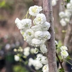 Spirea Prunifolia -Pixies Gardens C1FA6B39 BB4E 438A ACB2 32BF09365C32