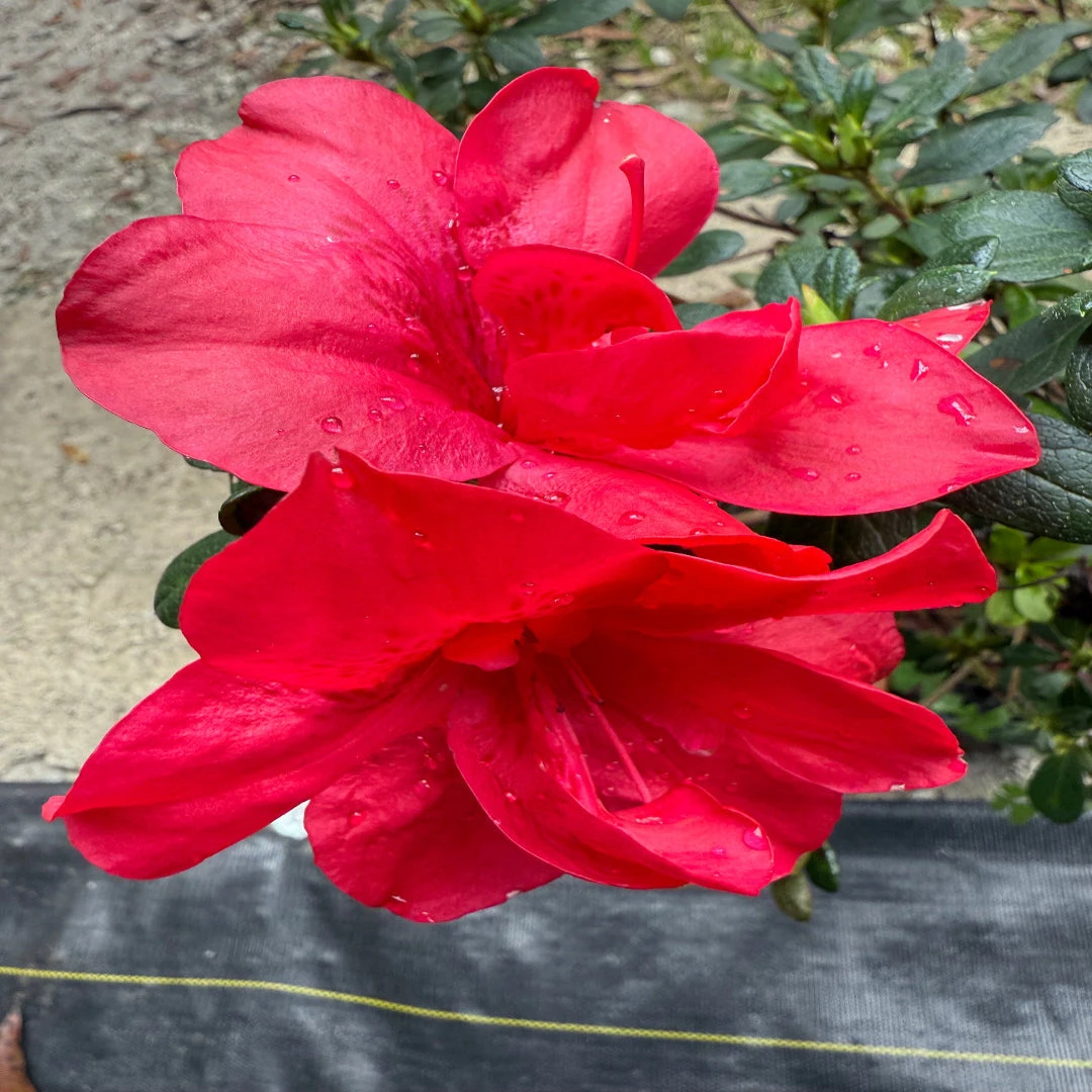 Dwarf Autumn Bonfire Encore Azalea 2 Dwarf Autumn Bonfire Encore Azalea - Image 2