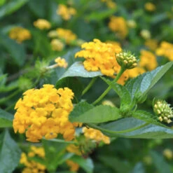 Lantana Chapel Hill Yellow -Pixies Gardens CHapel Hill gold lantana 2