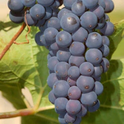 Concord Seeded Grape -Pixies Gardens CONCORDGRP6 1400x 6e3ffc53 7243 4806 9a49 04e90996df84