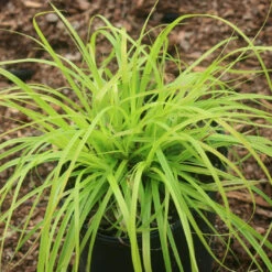 Carex Oshimensis Evercolor 'Everillo'