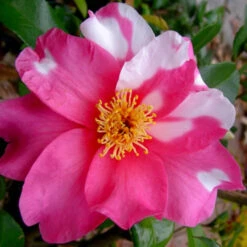 Hybrid Camellia Winter's Fire