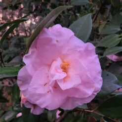 Moonlight Bay Camellia-Exceptional Flushed Pink Blooms -Pixies Gardens Camellia japonica Moonlight Bay Feb 2021 scaled 1