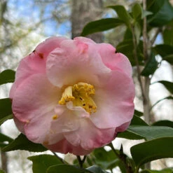 Dr Tinsley Camellia Japonica Elegant Shell Pink Flowers Blooms