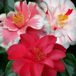 Camellia Lady Vansittart -Pixies Gardens CamelliaLadyVansittart 02 Custom