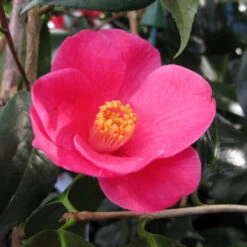 Camellia Crimson Candles -Pixies Gardens Camellia Crimson Candles 14aa JW 9325