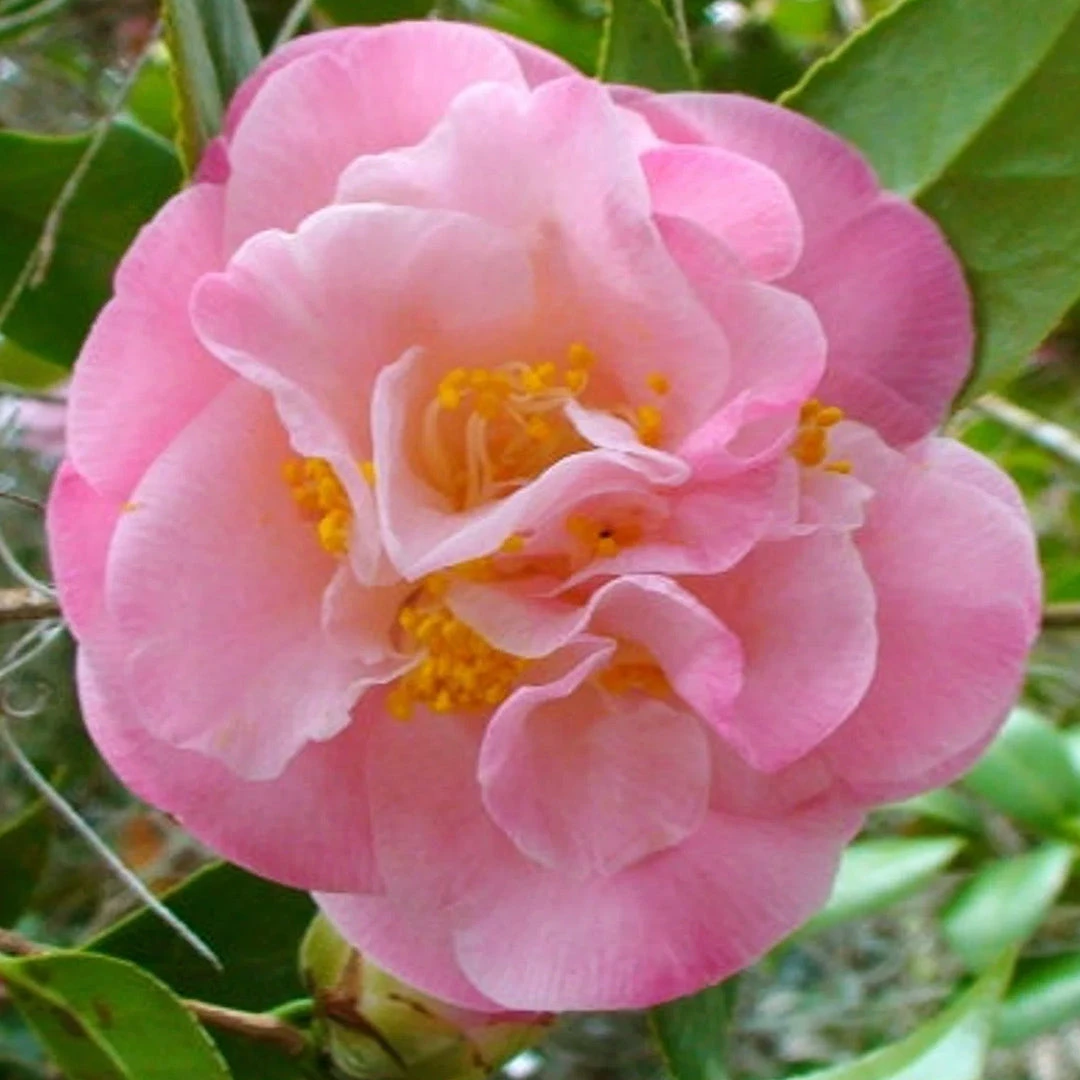 Mrs. Lyman Clarke Camellia 2 Mrs. Lyman Clarke Camellia - Image 2