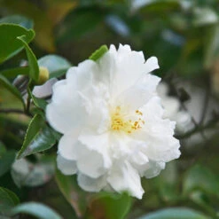 Camellia Autumn Rocket Plant-Stunning White Blooms -Pixies Gardens Camellia sasanqua Autumn Rocket