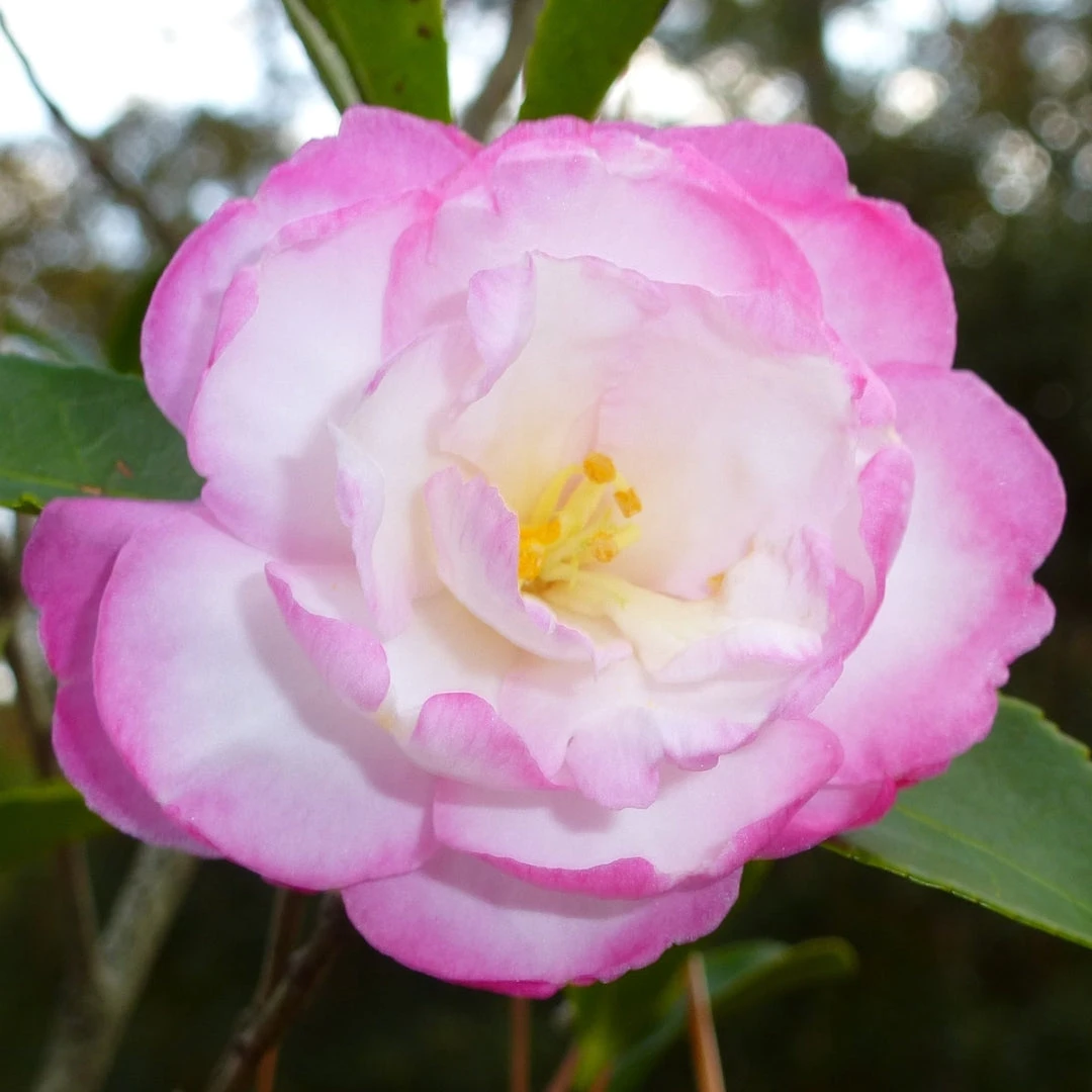 Leslie Ann Camellia Sasanqua 1 Leslie Ann Camellia Sasanqua