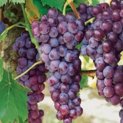 Canadice Red Seedless Grape