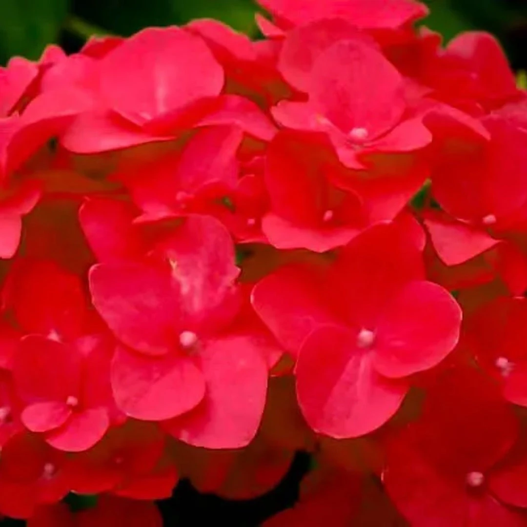 Cardinal Red Hydrangea 3 Cardinal Red Hydrangea - Image 3