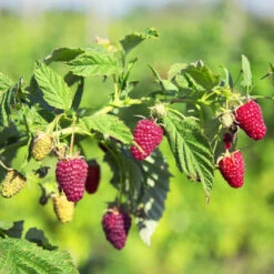 Caroline Raspberry -Pixies Gardens Caroline Raspberry Plant Live Plant in a 2 Inch Pot Rubus Grow Your Own Fruit in The Garden or Patio 8a263ede 02cf 489c be4d 8d0f3427fa78.afbafa58ba9f15a88631f96f6970ed6e