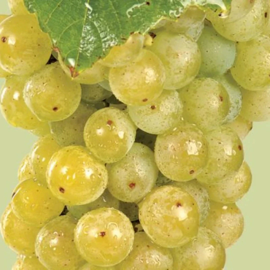 Grapes Variety Pack Of 3 Combo 2 Grapes Variety Pack Of 3 Combo - Image 2
