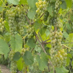 Cayuga White Grape -Pixies Gardens Cayuga Grapes
