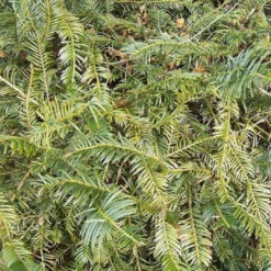 Plum Yew Prostrata Dwarf Conifer Evergreen