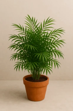 Neanthe Bella Palm (Live Indoor Plant) -Pixies Gardens ChatGPTImageMay17 2025 03 10 32PM