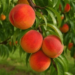 Elberta Peach Tree