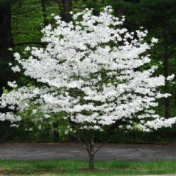 Cherokee Princess White Dogwood Tree -Pixies Gardens CherokeePrincessFloweringDogwood 1200x630 d9fab42e d9e9 4fd7 b5b5 126e5d819541