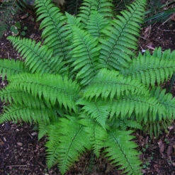 Polystichum Acrostichoides Christmas Fern - [CG] -Pixies Gardens Christmas Fern
