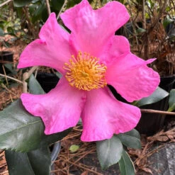 Camellia Sasanqua Cleopatra